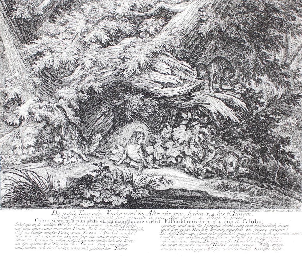 Große Abbildung Nr.1: 128-3321 Wildkatzen.: (Varia, Jagd, Ridinger)
