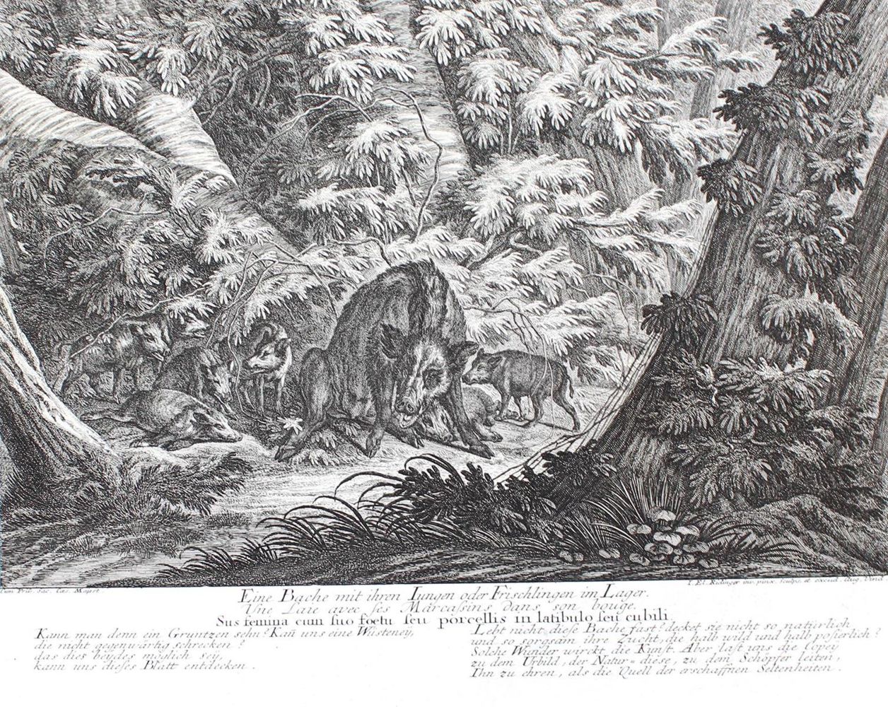 Große Abbildung Nr.21: 128-3322 Wildschwein.: (Varia, Jagd, Ridinger)