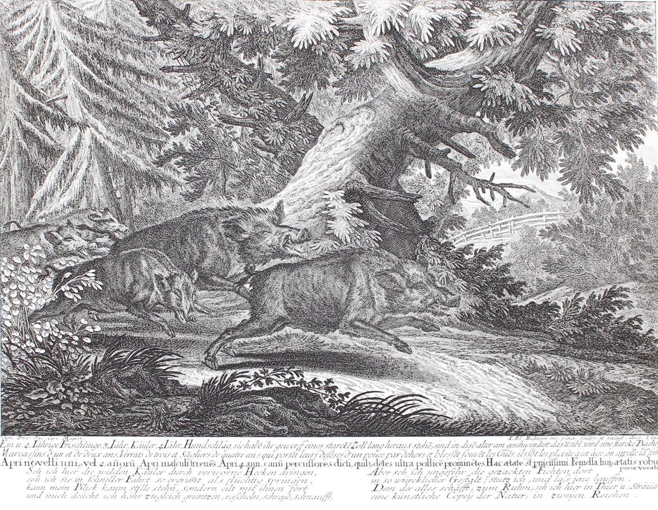 Große Abbildung Nr.31: 128-3322 Wildschwein.: (Varia, Jagd, Ridinger)