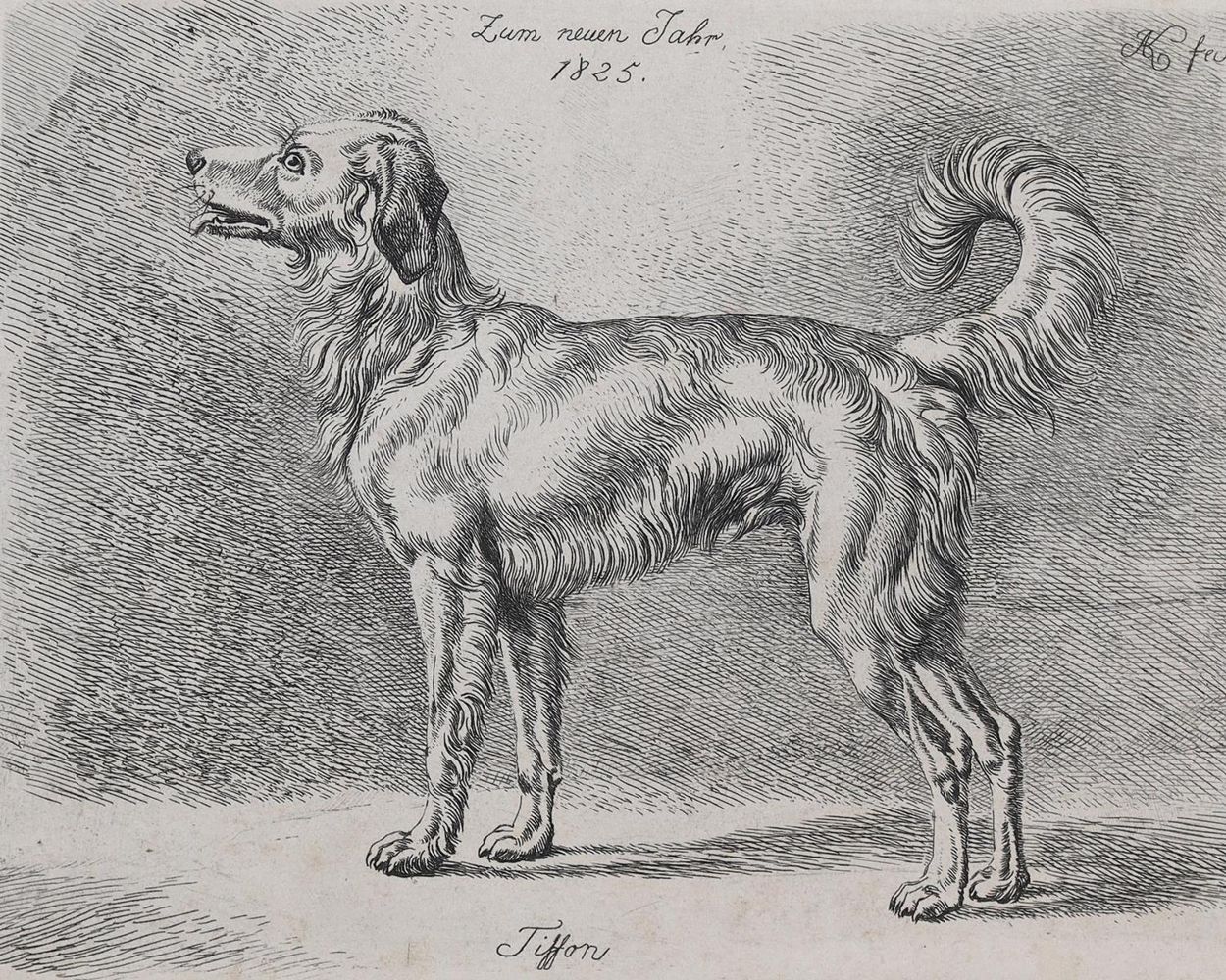 Große Abbildung Nr.1: 128-3396 Hunde.: (Varia, Zoologie)