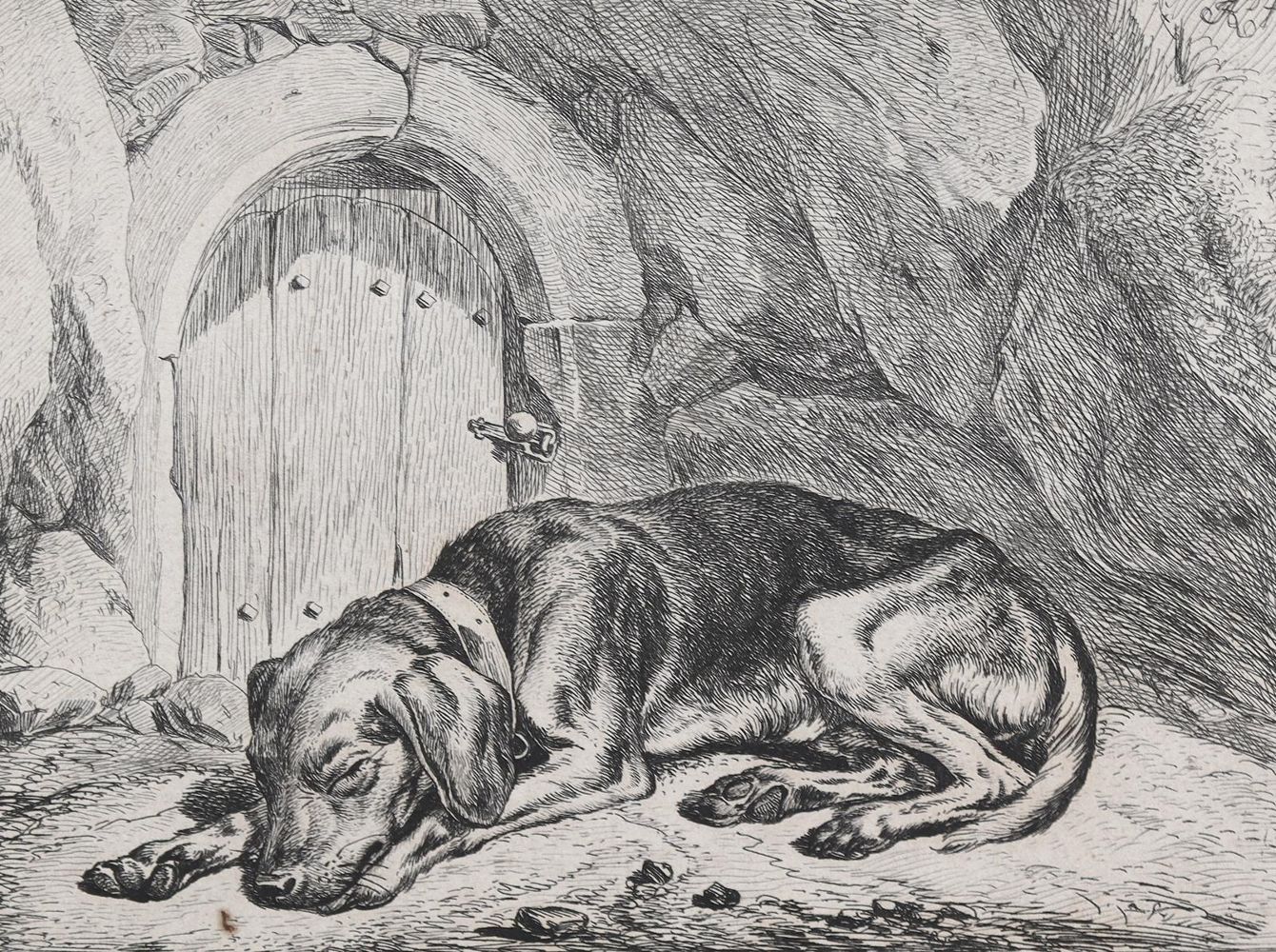 Große Abbildung Nr.2: 128-3396 Hunde.: (Varia, Zoologie)