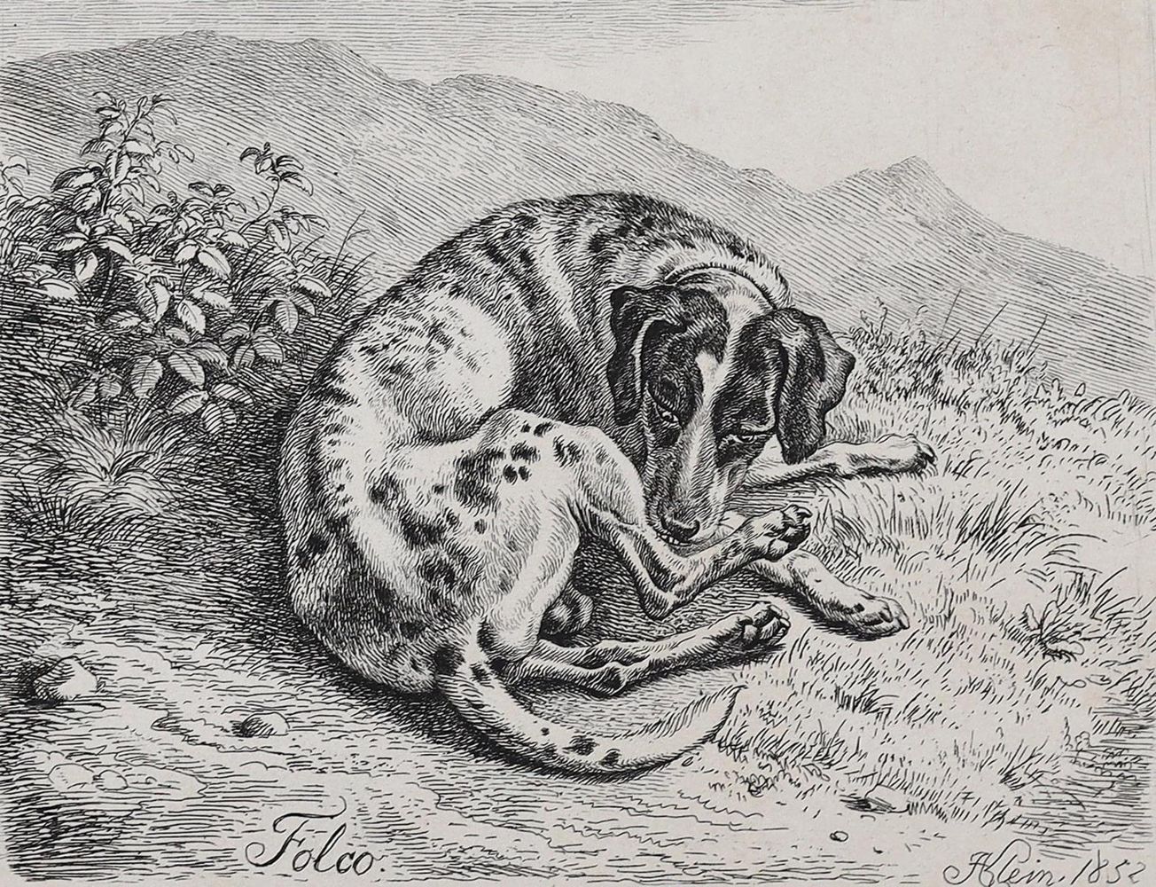 Große Abbildung Nr.3: 128-3396 Hunde.: (Varia, Zoologie)