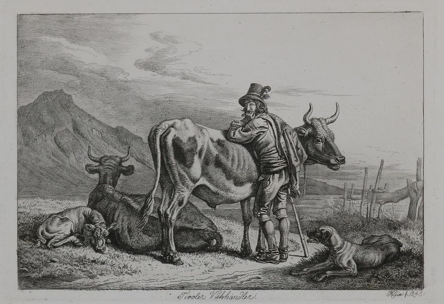 Große Abbildung Nr.1: 128-3398 Kühe.: (Varia, Zoologie)