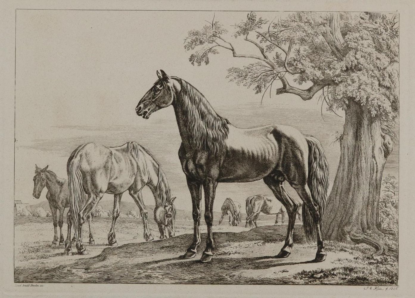 Große Abbildung Nr.1: 128-3400 Pferde.: (Varia, Zoologie)