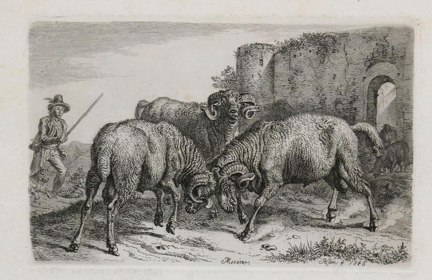 Große Abbildung Nr.1: 128-3402 Schafe und Ziegen.: (Varia, Zoologie)