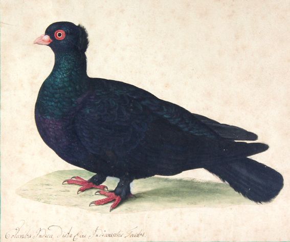 Große Abbildung Nr.1: 128-3404 Columba Indica.: (Varia, Zoologie, Vögel)