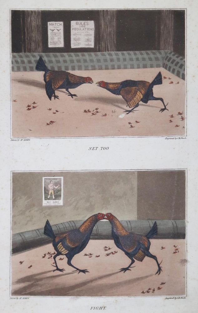 Große Abbildung Nr.3: 128-3407 Sammlung: (Varia, Zoologie, Vögel)