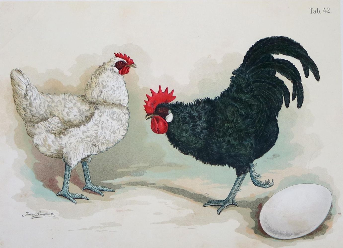 Große Abbildung Nr.5: 128-3407 Sammlung: (Varia, Zoologie, Vögel)