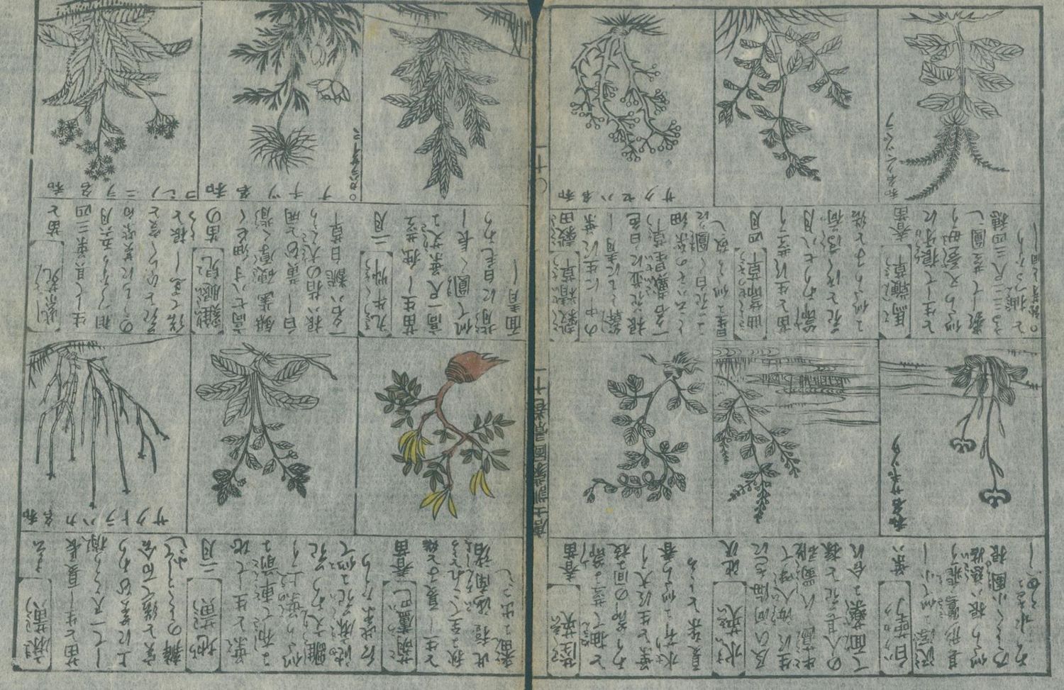 Große Abbildung Nr.1: 128-4264 Botanik.: (Künstlergraphik, Japan)