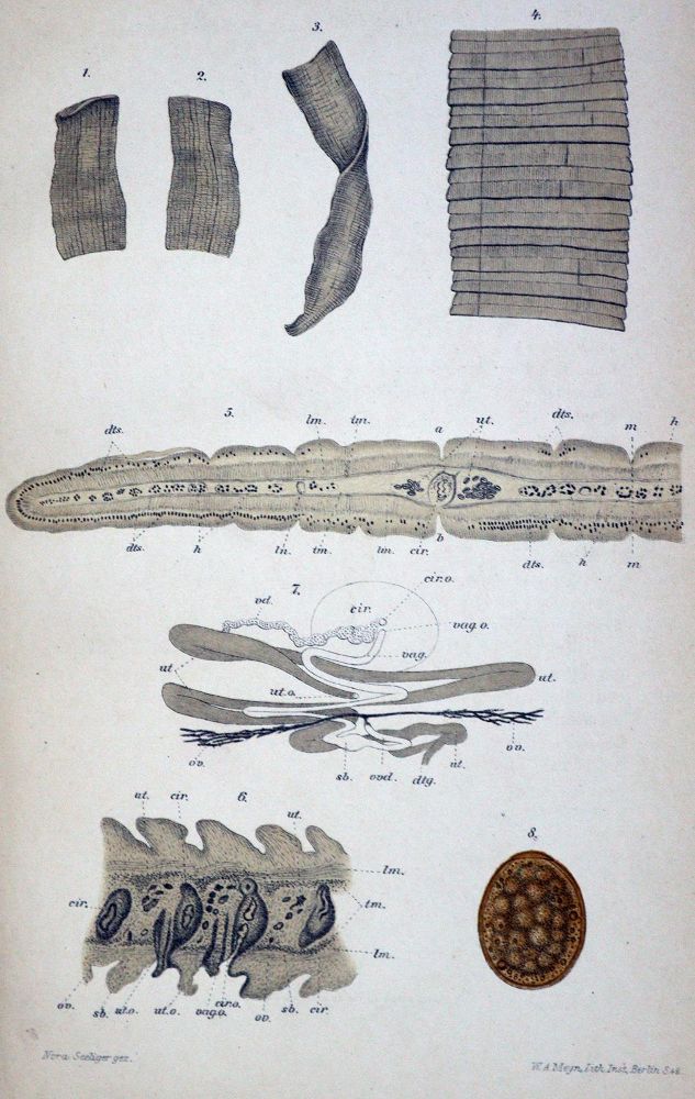 Große Abbildung Nr.1: 128-44 Knoop,F.: (Aus der Sammlung Professor Dr.Dr.Johannes Büttner Teil 1)