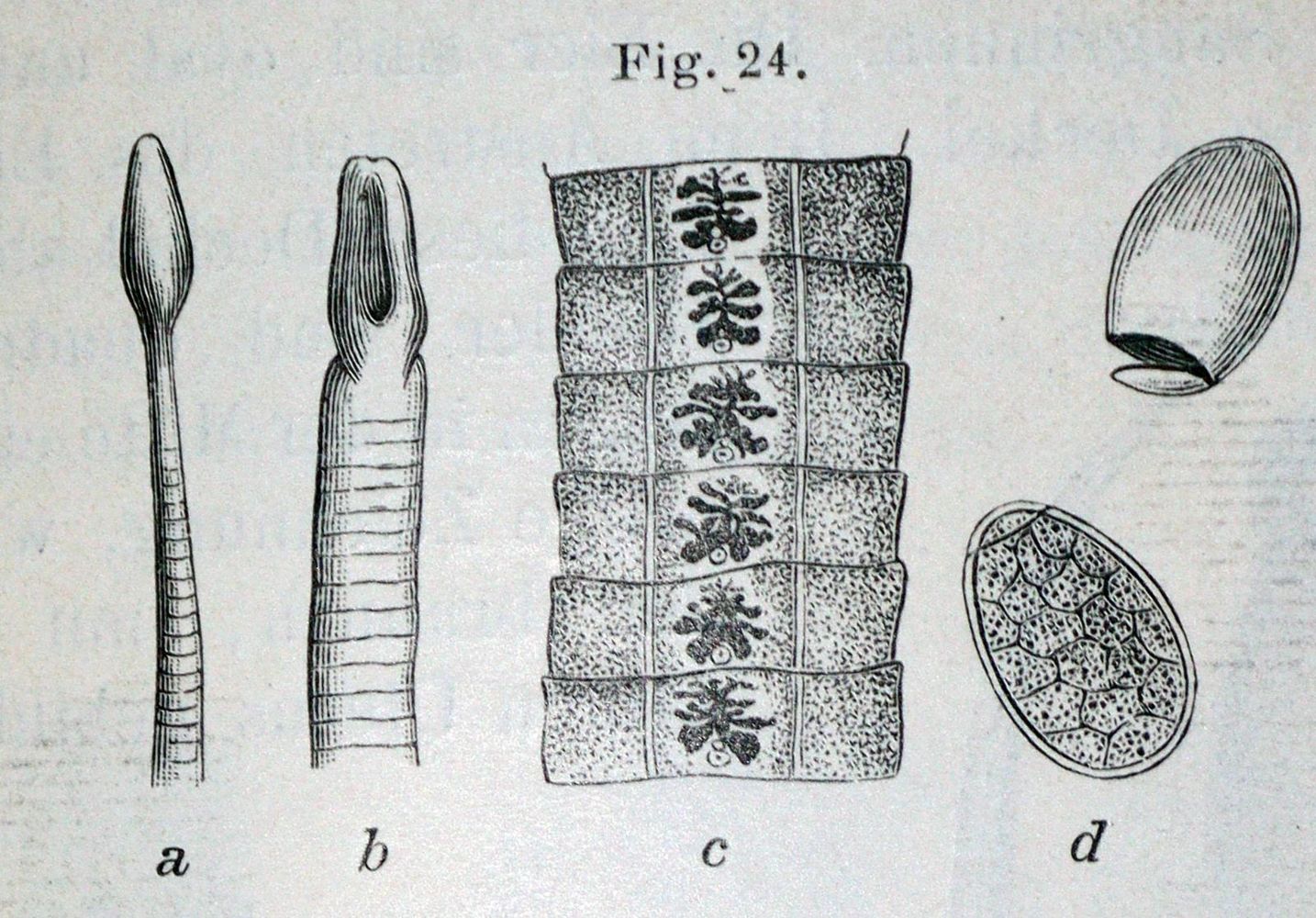 Große Abbildung Nr.2: 128-57 Mikroskopie.: (Aus der Sammlung Professor Dr.Dr.Johannes Büttner Teil 1)