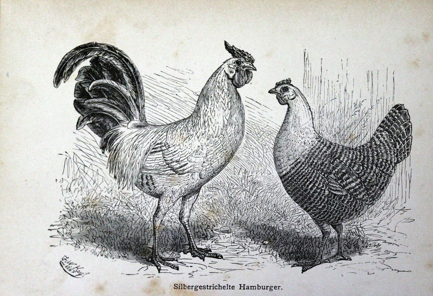 Große Abbildung Nr.1: 128-955 Buchoz,(P.J.).: (Land- und Forstwirtschaft, Tierhaltung, Geflügel)