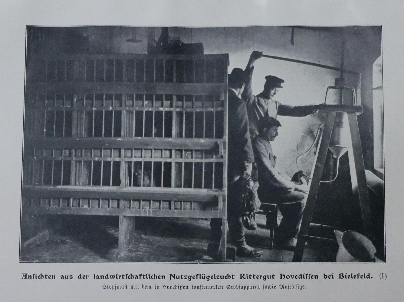 Große Abbildung Nr.1: 128-956 Buffon,(G.L.L.)de.: (Land- und Forstwirtschaft, Tierhaltung, Geflügel)