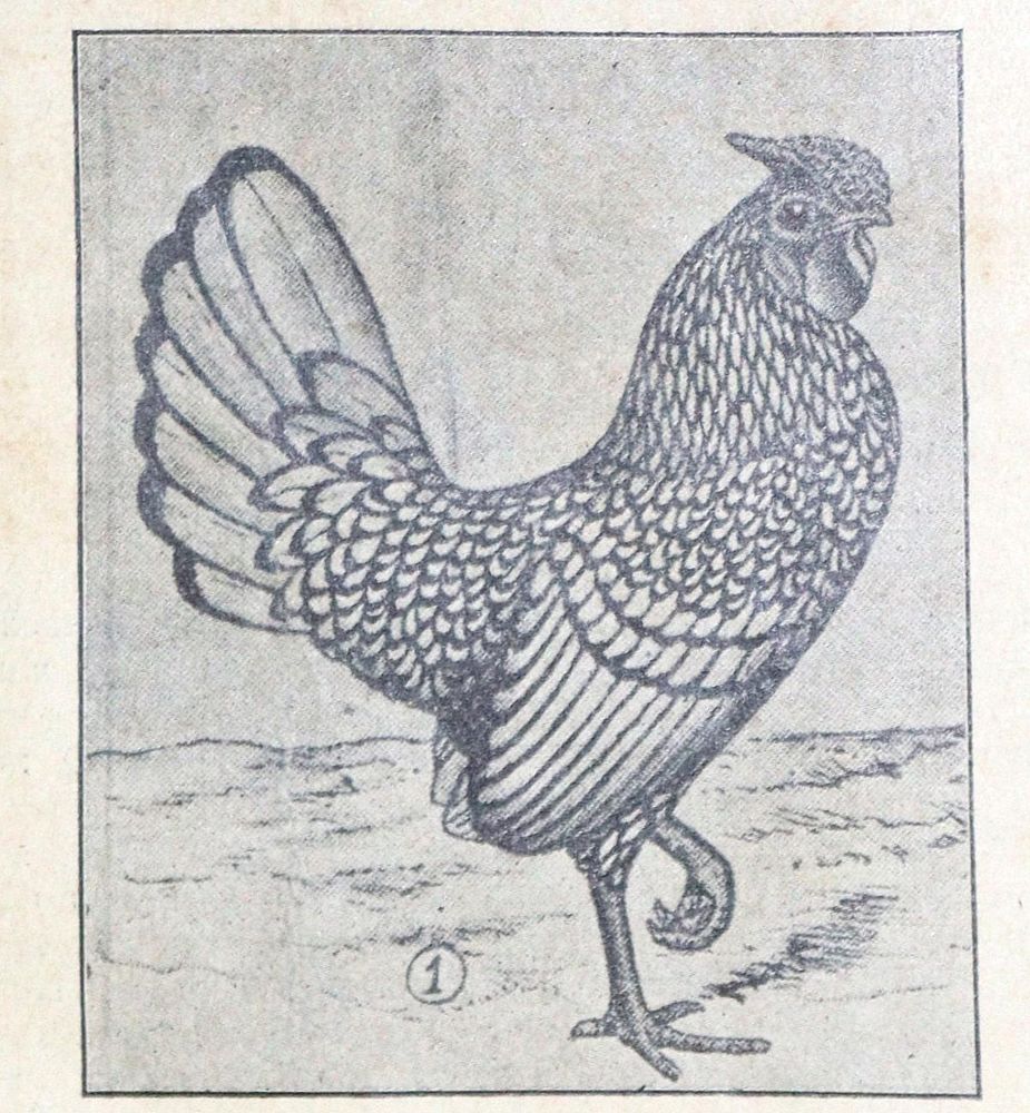 Große Abbildung Nr.1: 128-961 Gotthard,J.C.: (Land- und Forstwirtschaft, Tierhaltung, Geflügel)