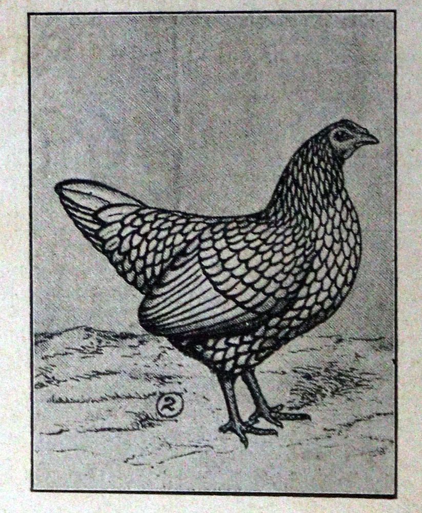 Große Abbildung Nr.2: 128-961 Gotthard,J.C.: (Land- und Forstwirtschaft, Tierhaltung, Geflügel)
