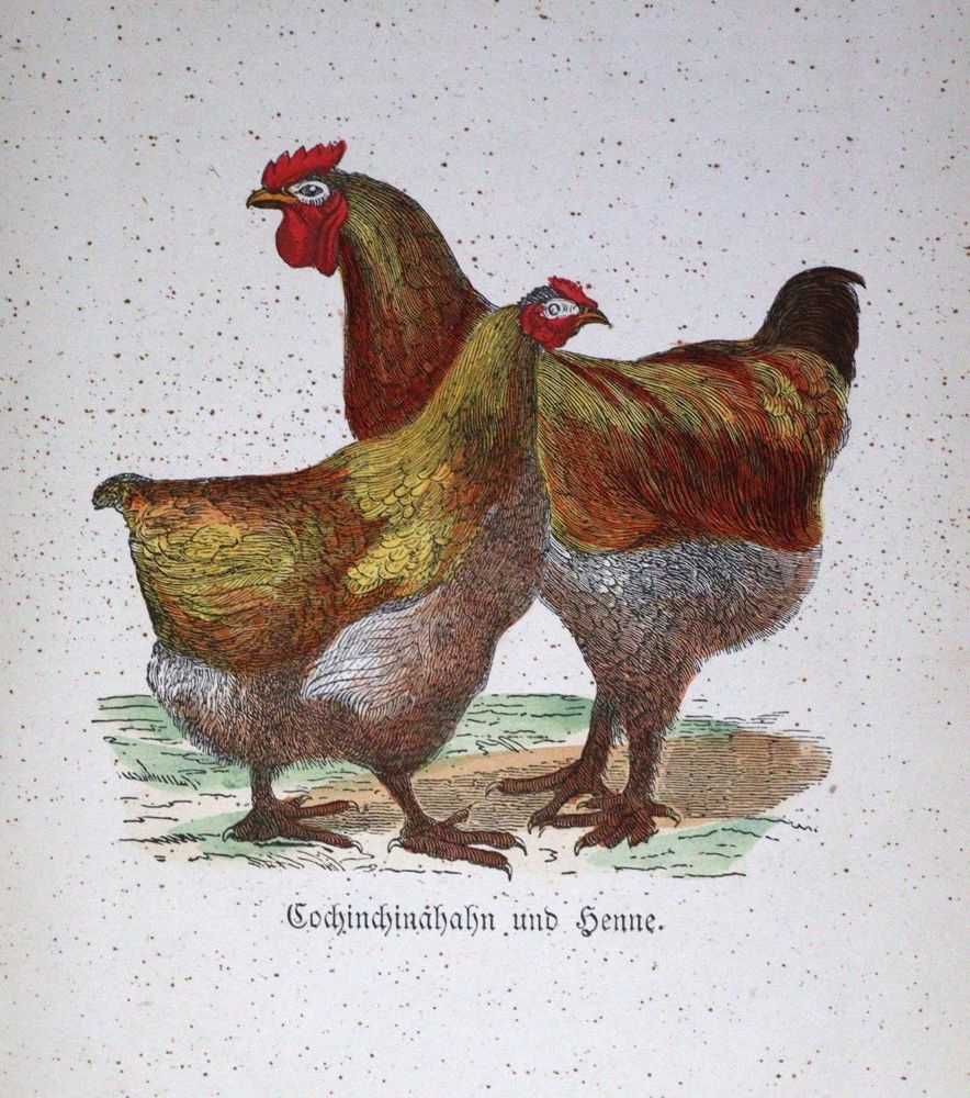 Große Abbildung Nr.1: 128-965 Löffler,C.: (Land- und Forstwirtschaft, Tierhaltung, Geflügel)