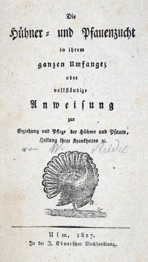 Große Abbildung Nr.1: 128-967 (Riedel,W.).: (Land- und Forstwirtschaft, Tierhaltung, Geflügel)