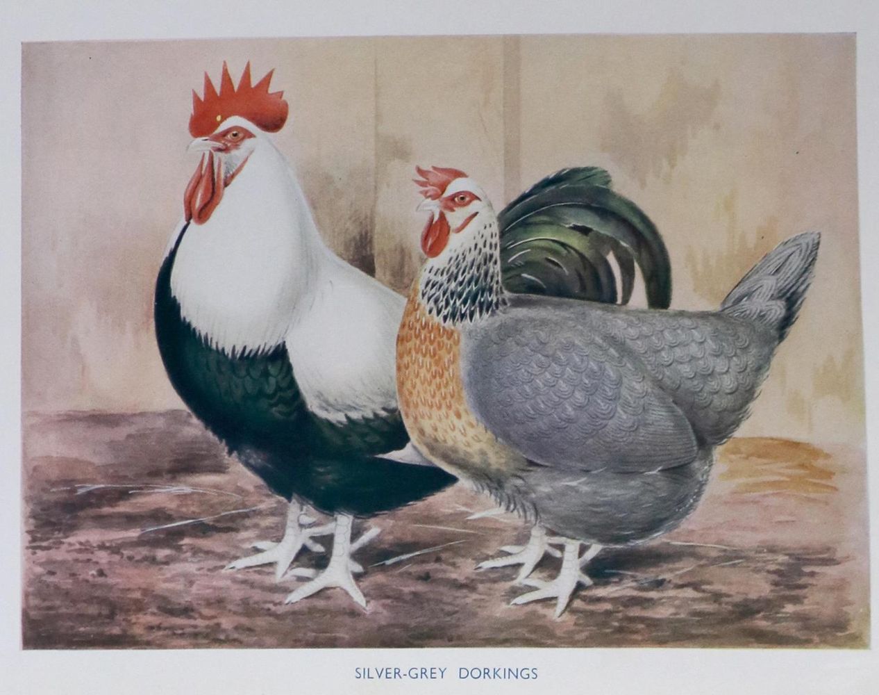 Große Abbildung Nr.1: 128-976 Sammlung: (Land- und Forstwirtschaft, Tierhaltung, Geflügel)