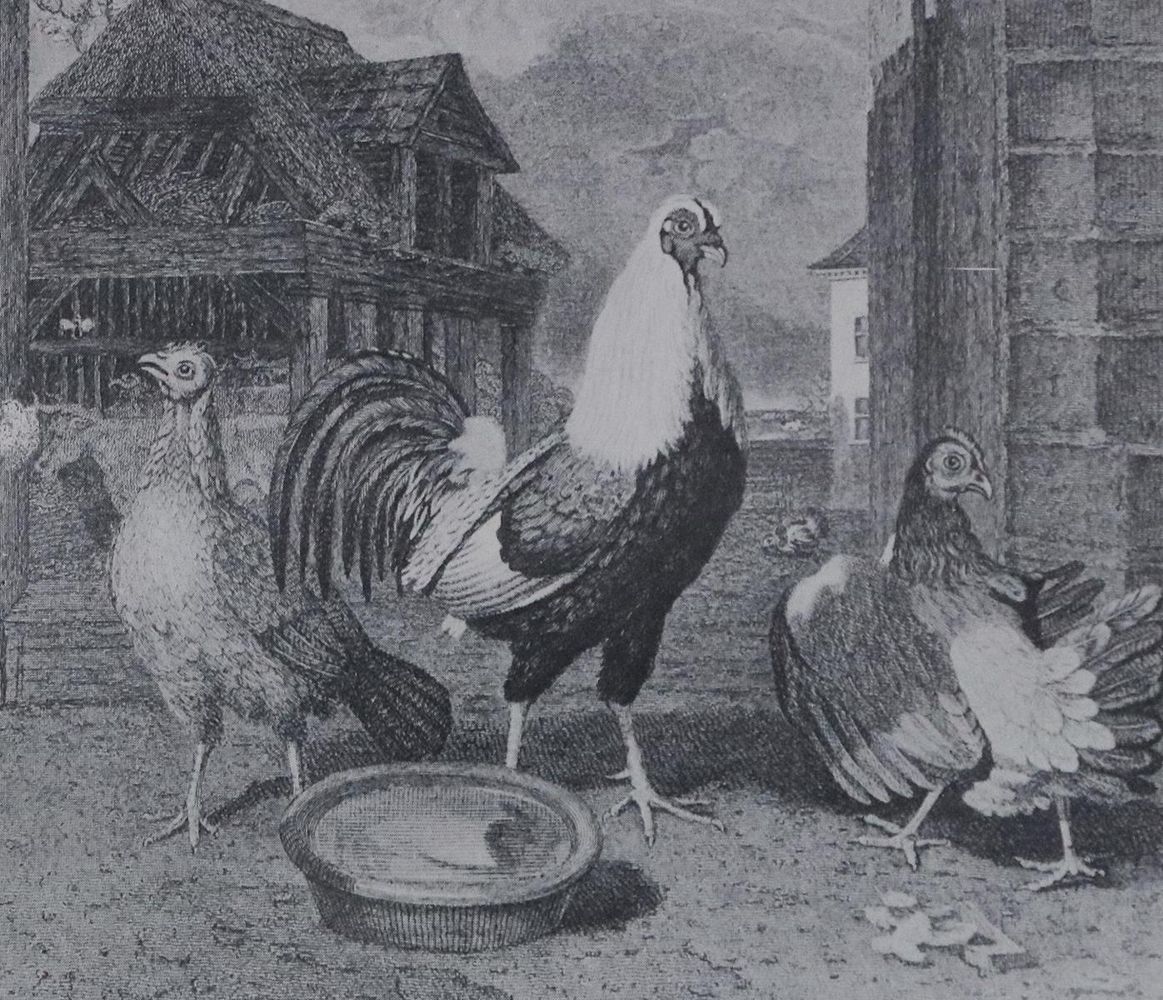 Große Abbildung Nr.1: 128-977 Sammlung: (Land- und Forstwirtschaft, Tierhaltung, Geflügel)