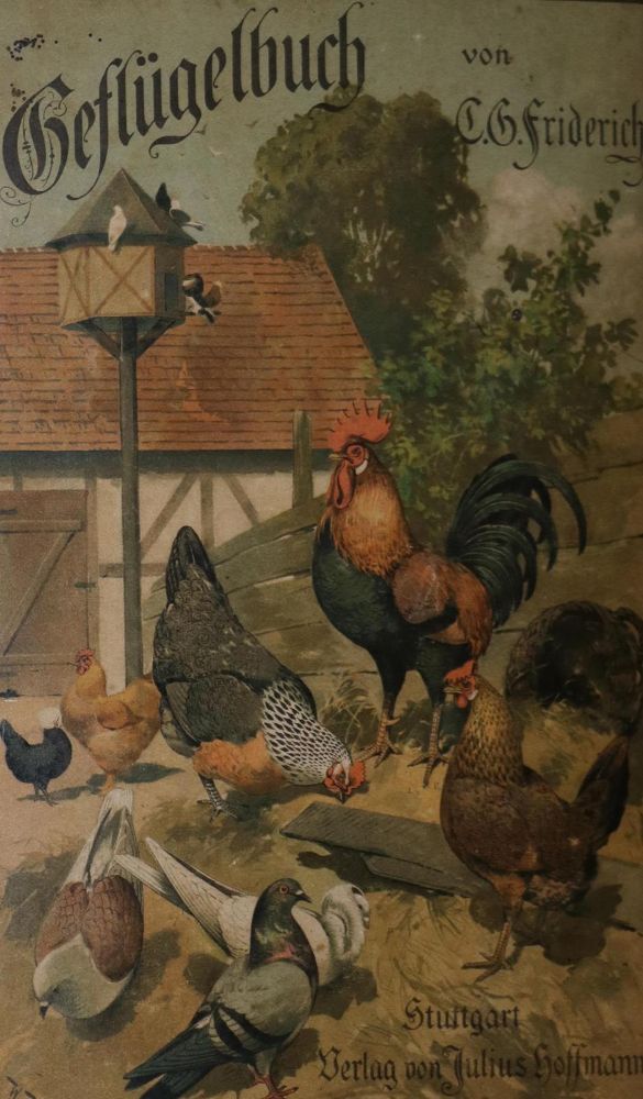 Große Abbildung Nr.1: 128-979 Sammlung: (Land- und Forstwirtschaft, Tierhaltung, Geflügel)