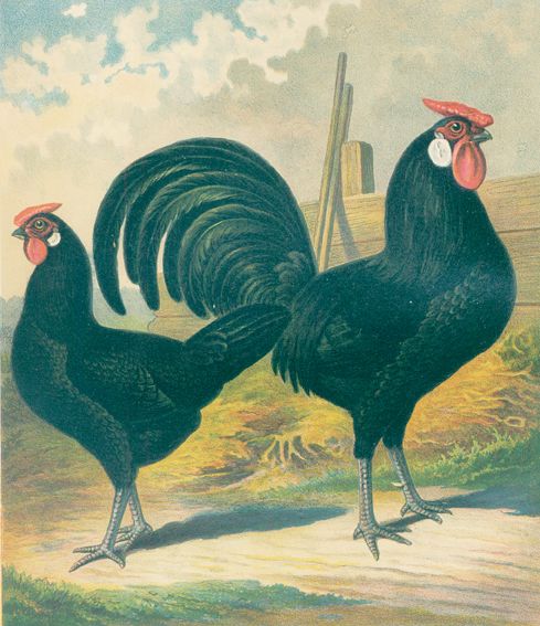 Große Abbildung Nr.1: 128-988 Völschau,J.: (Land- und Forstwirtschaft, Tierhaltung, Geflügel)