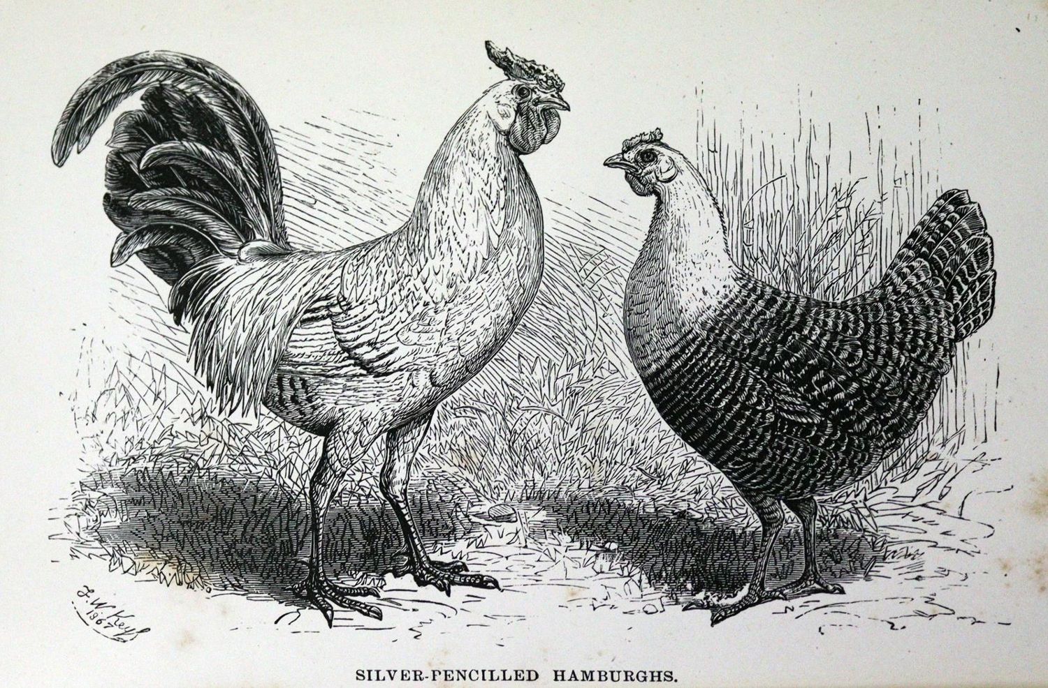 Große Abbildung Nr.1: 128-992 Wingfield,W. u. G.W.Johnson.: (Land- und Forstwirtschaft, Tierhaltung, Geflügel)