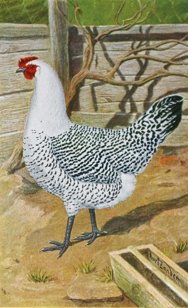 Große Abbildung Nr.1: 128-994 Zander,K.: (Land- und Forstwirtschaft, Tierhaltung, Geflügel)