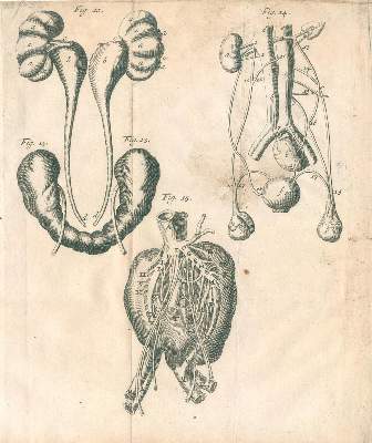 Bild Nr.3: 128-119 Bellini,L.: (ZZRückgänge Sgl. Prof. Büttner Teil 1 und 2)