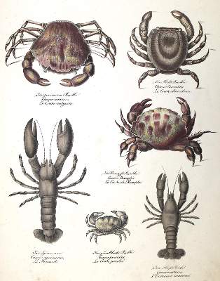 Bild Nr.1: 128-1297 Zoologie.: (Kinder- und Jugendbücher)