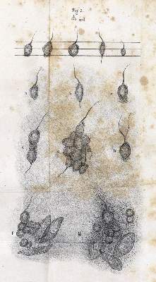 Bild Nr.21: 128-144 Dibbits,H.C.: (ZZRückgänge Sgl. Prof. Büttner Teil 1 und 2)