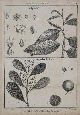 Bild Nr.2: 128-1801 (Diderot,D. u. J.d'Alembert).: (Botanik)