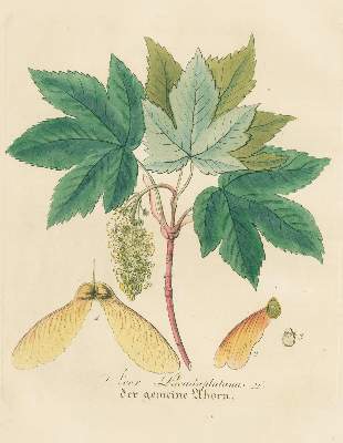 Bild Nr.1: 128-1802 Dietrich,D.: (Botanik)