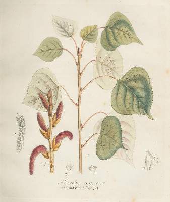 Bild Nr.2: 128-1802 Dietrich,D.: (Botanik)