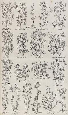 Bild Nr.1: 128-1804 Hill,J.: (Botanik)