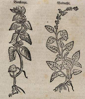 Bild Nr.4: 128-1809 Lonicer,A.: (Botanik, Kräuterbücher)