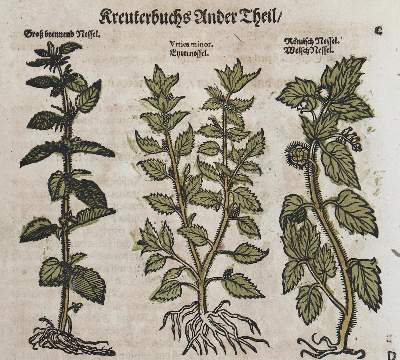 Bild Nr.1: 128-1811 Umfangreiches Fragment: (Botanik, Kräuterbücher)