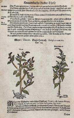 Bild Nr.2: 128-1811 Umfangreiches Fragment: (Botanik, Kräuterbücher)