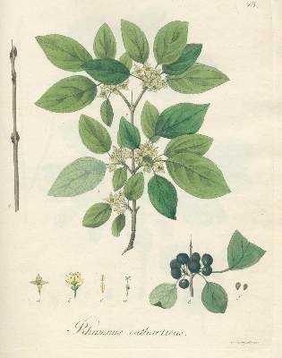 Bild Nr.1: 128-1817 Reitter,J.D. u. G.F.Abel.: (Botanik)