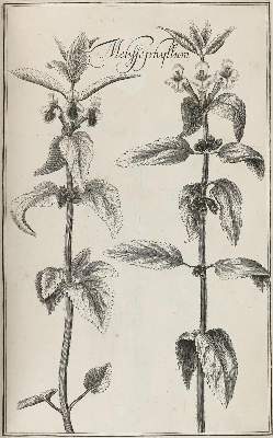Bild Nr.1: 128-1818 Rivinus,A,Q.: (Botanik)