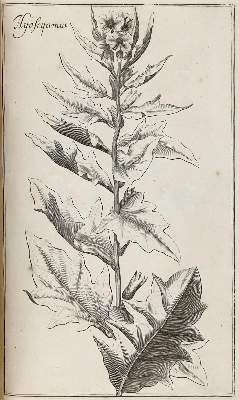 Bild Nr.2: 128-1818 Rivinus,A,Q.: (Botanik)