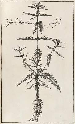 Bild Nr.3: 128-1818 Rivinus,A,Q.: (Botanik)