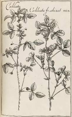 Bild Nr.5: 128-1818 Rivinus,A,Q.: (Botanik)