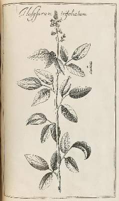 Bild Nr.6: 128-1818 Rivinus,A,Q.: (Botanik)