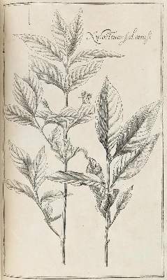 Bild Nr.7: 128-1818 Rivinus,A,Q.: (Botanik)