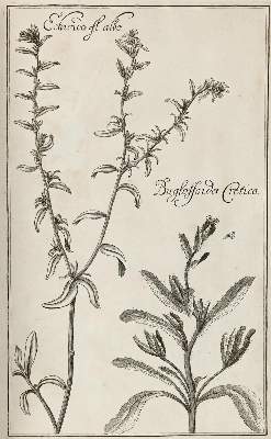 Bild Nr.9: 128-1818 Rivinus,A,Q.: (Botanik)
