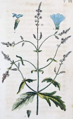 Bild Nr.2: 128-1824 Wilhelm,G.T.: (Botanik)