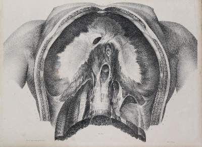 Bild Nr.1: 128-1835 Bourgery,J.M.: (Medizin)