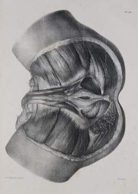 Bild Nr.2: 128-1835 Bourgery,J.M.: (Medizin)
