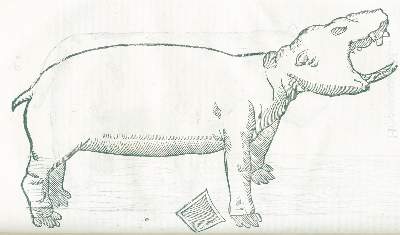 Bild Nr.2: 128-1897 Aldrovandi,U.: (Zoologie)