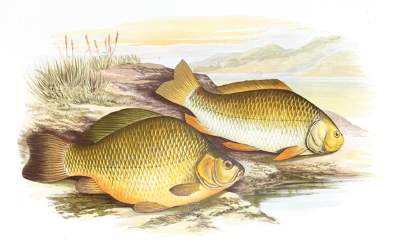 Bild Nr.1: 128-1906 Houghton,W.: (Zoologie, Fische)